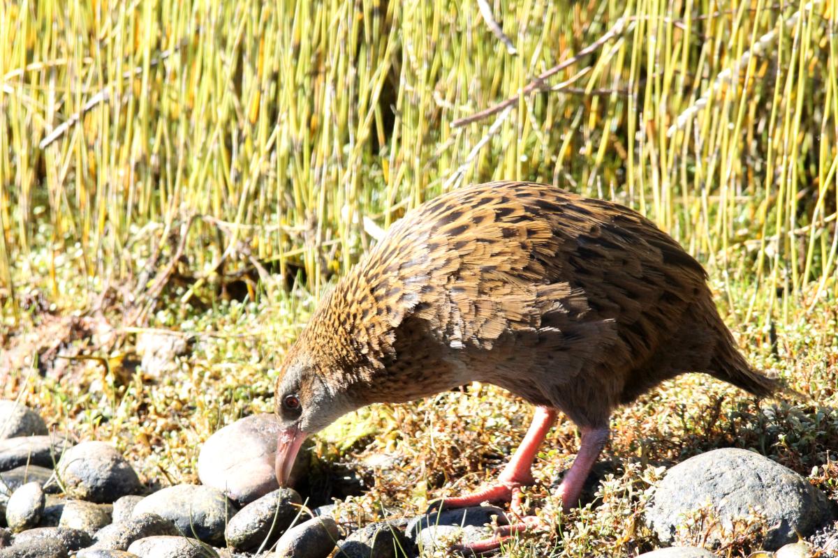 Weka (Gallirallus australis)